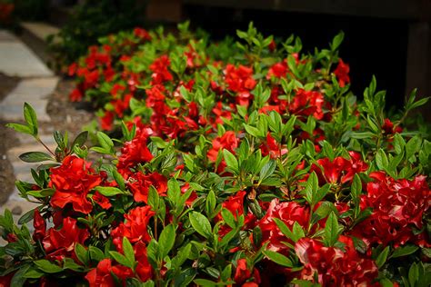 autumn embers azalea care|autumn embers azalea plant information.